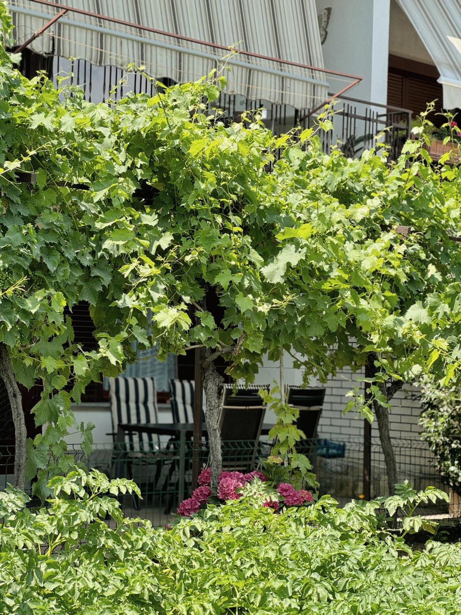 Apartment Gregoric Izola Ngoại thất bức ảnh